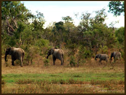 The real Tusker
